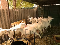 Այծեր (խումբ, սեռը նշված չէ), Pomellata goat — լուսանկար 3