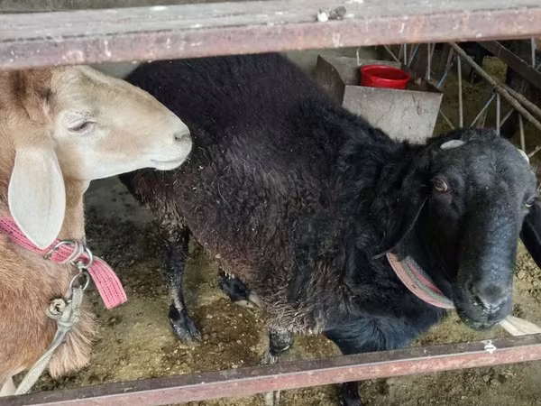 Ram, Sheep