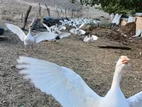 Geese — Foto 5