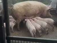 خنزير ذكر, Ландрас — الصورة 4