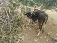 Kuh, Simmental cattle — Foto 6