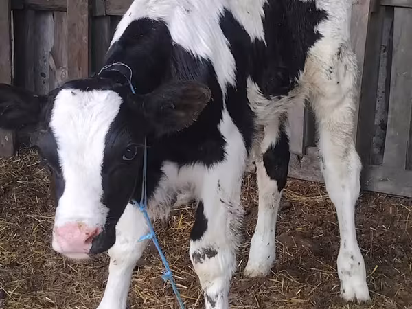 公牛, Russian Black pied cattle