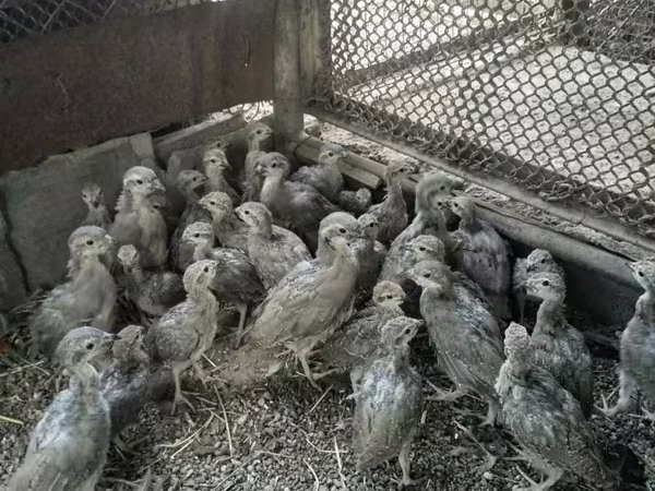 Guinea fowl