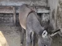 حصان, الخيول — الصورة 2