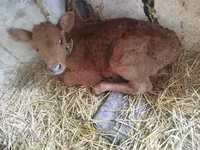 Cow, Limousin cow — photo 3