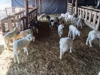 भेड़, Awassi sheep — फ़ोटो 2