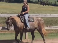 Stute, Kentucky mountain daddle horse — Foto 3