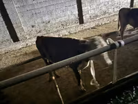 Bulle, Latvian Blue cattle — Foto 3