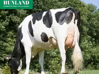 गाय, Swiss cattle — फ़ोटो 7