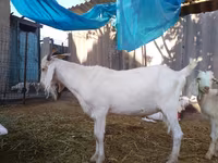 Bode, Saanen goat — foto 7
