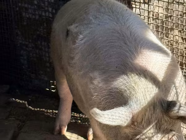 Säue, Schweine