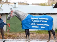حصان, Orlov Trotter — الصورة 2