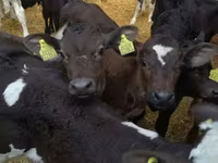 牛只（批次，未指定性别）, Cattle — 照片 8