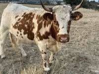 Vaca, Raça de vaca — foto 2