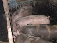 Eber, Schweine — Foto 1