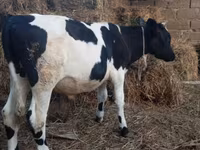 सांड, Russian Black pied cattle — फ़ोटो 4