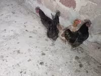 Այամ Չեմանի — լուսանկար 1