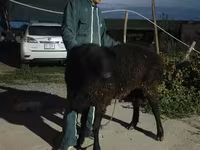 Խոյ, Karakul sheep — լուսանկար 3