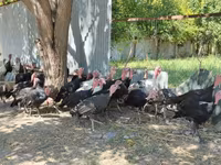 Turkeys — 3-сурет