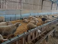 Ոչխար, Rouge de l’Ouest sheep — լուսանկար 3