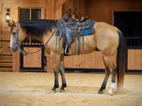Ձի, Quarter Horse — լուսանկար 2