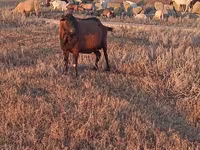Արու այծ, Italian Alpine goat — լուսանկար 1