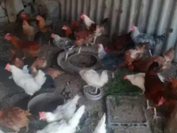 Chickens