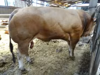 Бұқа, Partenaise cattle — 3-сурет