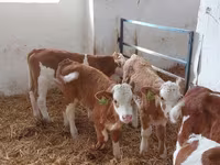 सांड, Simmental cattle — फ़ोटो 1