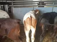公牛, Simmental cattle — 照片 4