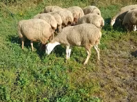 Sheep, Karabakh sheep — photo 2