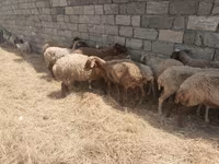 Ovelhas (lote, sexo não especificado), Ovelhas — foto 3
