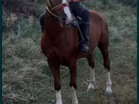 Ձի, Tatar horse — լուսանկար 1