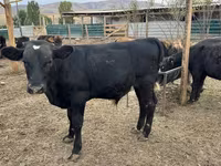 सांड, Swiss cattle — फ़ोटो 3