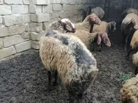 Ram, Sheep — photo 2