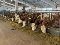Vaca, Simmental cattle — foto 1