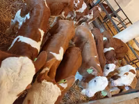 सांड, Simmental cattle — फ़ोटो 1