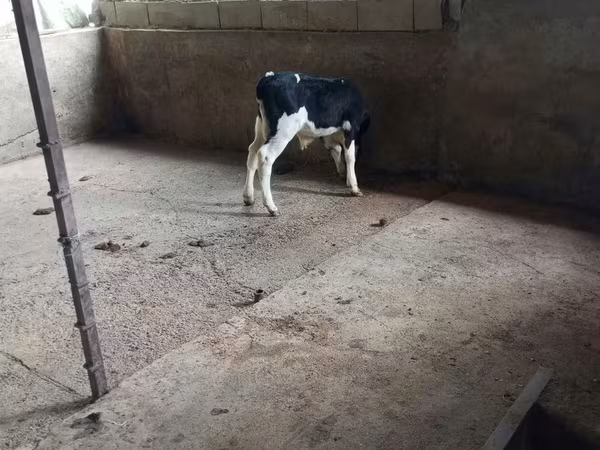 Бык, Чёрно-пёстрая корова
