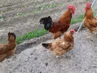 Chickens — Foto 2