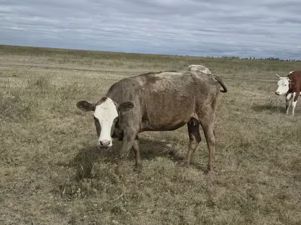 母牛, Kazakh White-headed cow