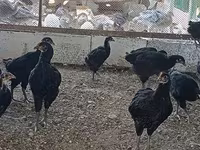 Chickens — 照片 5