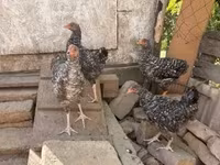 Chickens — Foto 2
