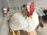 Chickens — फ़ोटो 2