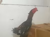 Gallinas Shamo — foto 5