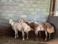 Ոչխար, Afghan Arabi sheep — լուսանկար 4