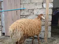 Ոչխար, Ոչխարներ — լուսանկար 5