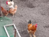 Chickens — լուսանկար 1