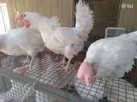 Chickens — photo 4