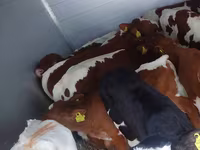 Ցուլ, Simmental cattle — լուսանկար 8