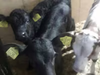 牛只（批次，未指定性别）, Cattle — 照片 3